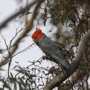 Callocephalon fimbriatum at Majura, ACT - 30 Oct 2019