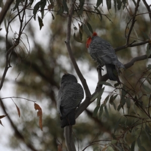 Callocephalon fimbriatum at Majura, ACT - 30 Oct 2019