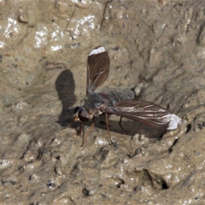 Comptosia stria (A bee fly) at Symonston, ACT - 20 Oct 2019 by HarveyPerkins