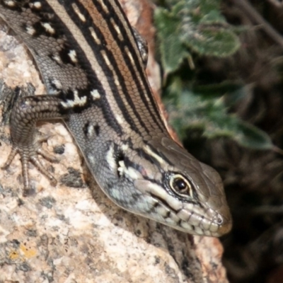 Liopholis whitii (White's Skink) at Mount Clear, ACT - 29 Oct 2019 by SWishart