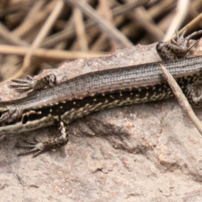 Eulamprus tympanum (Southern Water Skink) at Mount Clear, ACT - 30 Oct 2019 by SWishart