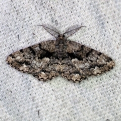 Unplaced externaria (Mahogany Bark Moth (formerly Hypomecis externaria)) at O'Connor, ACT - 31 Oct 2019 by ibaird