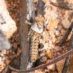 Acrididae sp. (family) at Rendezvous Creek, ACT - 30 Oct 2019