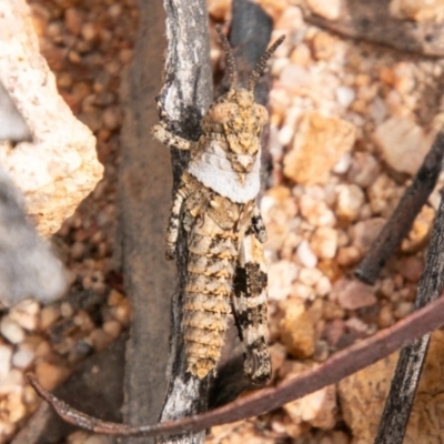 Acrididae sp. (family) (Unidentified Grasshopper) at Rendezvous Creek, ACT - 30 Oct 2019 by SWishart