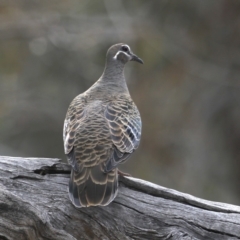 Phaps chalcoptera (Common Bronzewing) at Majura, ACT - 30 Oct 2019 by jbromilow50