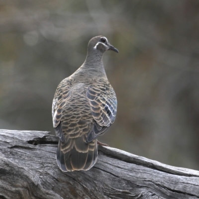Phaps chalcoptera (Common Bronzewing) at Majura, ACT - 30 Oct 2019 by jbromilow50