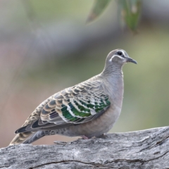 Phaps chalcoptera at Majura, ACT - 30 Oct 2019