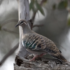 Phaps chalcoptera at Majura, ACT - 30 Oct 2019