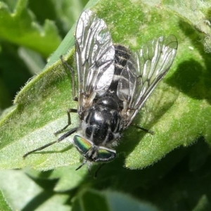 Dasybasis sp. (genus) at Stromlo, ACT - 20 Oct 2019 11:28 AM