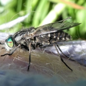 Dasybasis sp. (genus) at Stromlo, ACT - 20 Oct 2019 11:28 AM