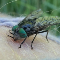 Dasybasis sp. (genus) at Stromlo, ACT - 20 Oct 2019