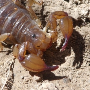 Urodacus manicatus at Stromlo, ACT - 20 Oct 2019