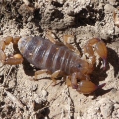 Urodacus manicatus at Stromlo, ACT - 20 Oct 2019