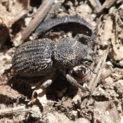 Cubicorhynchus sp. (genus) (Ground weevil) at Stromlo, ACT - 20 Oct 2019 by HarveyPerkins