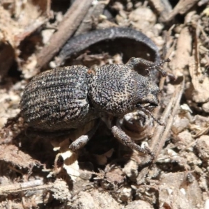 Cubicorhynchus sp. (genus) at Stromlo, ACT - 20 Oct 2019 11:53 AM