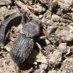 Cubicorhynchus sp. (genus) at Stromlo, ACT - 20 Oct 2019 11:53 AM