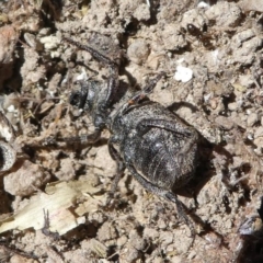 Cubicorhynchus sp. (genus) at Stromlo, ACT - 20 Oct 2019 11:53 AM