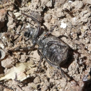 Cubicorhynchus sp. (genus) at Stromlo, ACT - 20 Oct 2019 11:53 AM