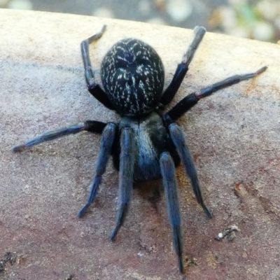 Badumna insignis (Black House Spider) at Kambah, ACT - 20 Oct 2019 by HarveyPerkins