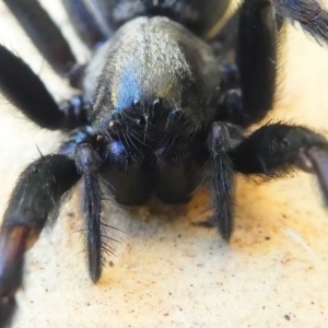 Badumna insignis at Kambah, ACT - 20 Oct 2019 08:55 AM