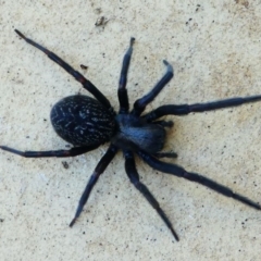 Badumna insignis at Kambah, ACT - 20 Oct 2019 08:55 AM