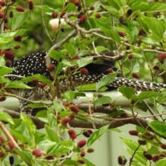 Eudynamys orientalis (Pacific Koel) at Aranda, ACT - 3 Nov 2019 by KMcCue