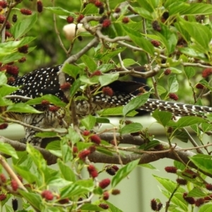 Eudynamys orientalis at Aranda, ACT - 3 Nov 2019