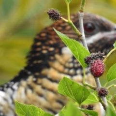 Eudynamys orientalis at Aranda, ACT - 3 Nov 2019