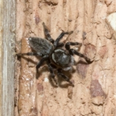 Maratus griseus (Jumping spider) at Spence, ACT - 3 Nov 2019 by JudithRoach