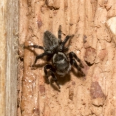 Maratus griseus at Spence, ACT - 3 Nov 2019