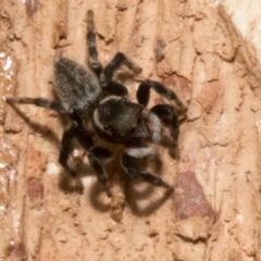 Maratus griseus at Spence, ACT - 3 Nov 2019 04:19 PM