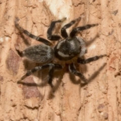 Maratus griseus at Spence, ACT - 3 Nov 2019