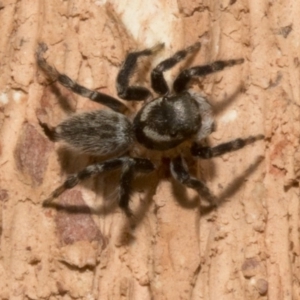 Maratus griseus at Spence, ACT - 3 Nov 2019 04:19 PM