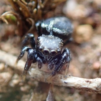Unidentified Spider (Araneae) at Lyons, ACT - 2 Nov 2019 by Laserchemisty