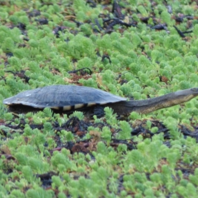 Chelodina longicollis (Eastern Long-necked Turtle) at Bermagui, NSW - 5 Oct 2019 by JackieLambert