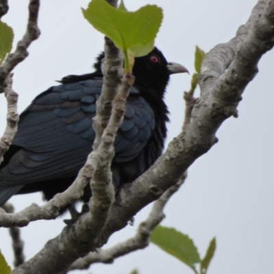 Eudynamys orientalis (Pacific Koel) at Bermagui, NSW - 8 Oct 2019 by Jackie Lambert