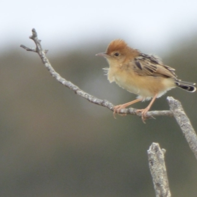 Cisticola exilis (Golden-headed Cisticola) at Bermagui, NSW - 9 Oct 2019 by JackieLambert