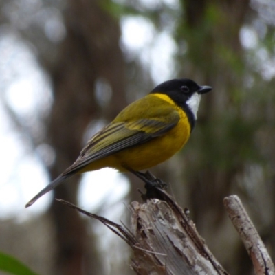 Pachycephala pectoralis (Golden Whistler) at Bermagui, NSW - 9 Oct 2019 by JackieLambert