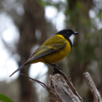 Pachycephala pectoralis (Golden Whistler) at Bermagui, NSW - 8 Oct 2019 by Jackie Lambert