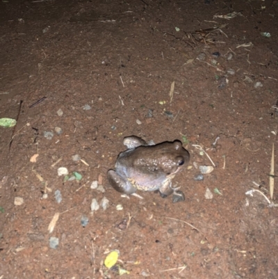 Limnodynastes dumerilii (Eastern Banjo Frog) at Gundaroo, NSW - 3 Nov 2019 by hellopennyhere