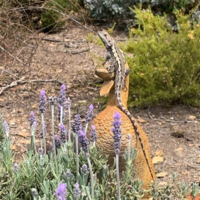 Amphibolurus muricatus (Jacky Lizard) at Wamboin, NSW - 8 Oct 2019 by hellopennyhere