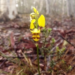 Diuris sulphurea (Tiger Orchid) at Captains Flat, NSW - 3 Nov 2019 by shodgman