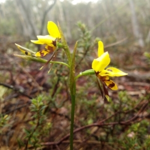 Diuris sulphurea at Captains Flat, NSW - 3 Nov 2019