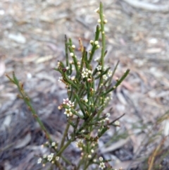 Choretrum pauciflorum at Captains Flat, NSW - 27 Oct 2019 06:11 PM