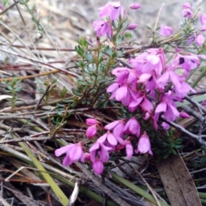 Tetratheca sp. at Captains Flat, NSW - 27 Oct 2019