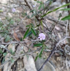 Glycine clandestina (Twining Glycine) at Captains Flat, NSW - 27 Oct 2019 by shodgman