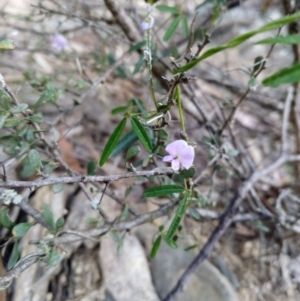 Glycine clandestina at Captains Flat, NSW - 27 Oct 2019