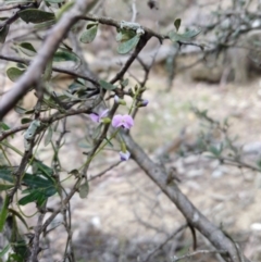 Glycine clandestina at Captains Flat, NSW - 27 Oct 2019