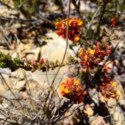 Dillwynia sericea (Egg And Bacon Peas) at Captains Flat, NSW - 21 Oct 2019 by shodgman