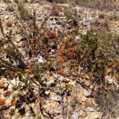 Dillwynia sericea at Captains Flat, NSW - 21 Oct 2019